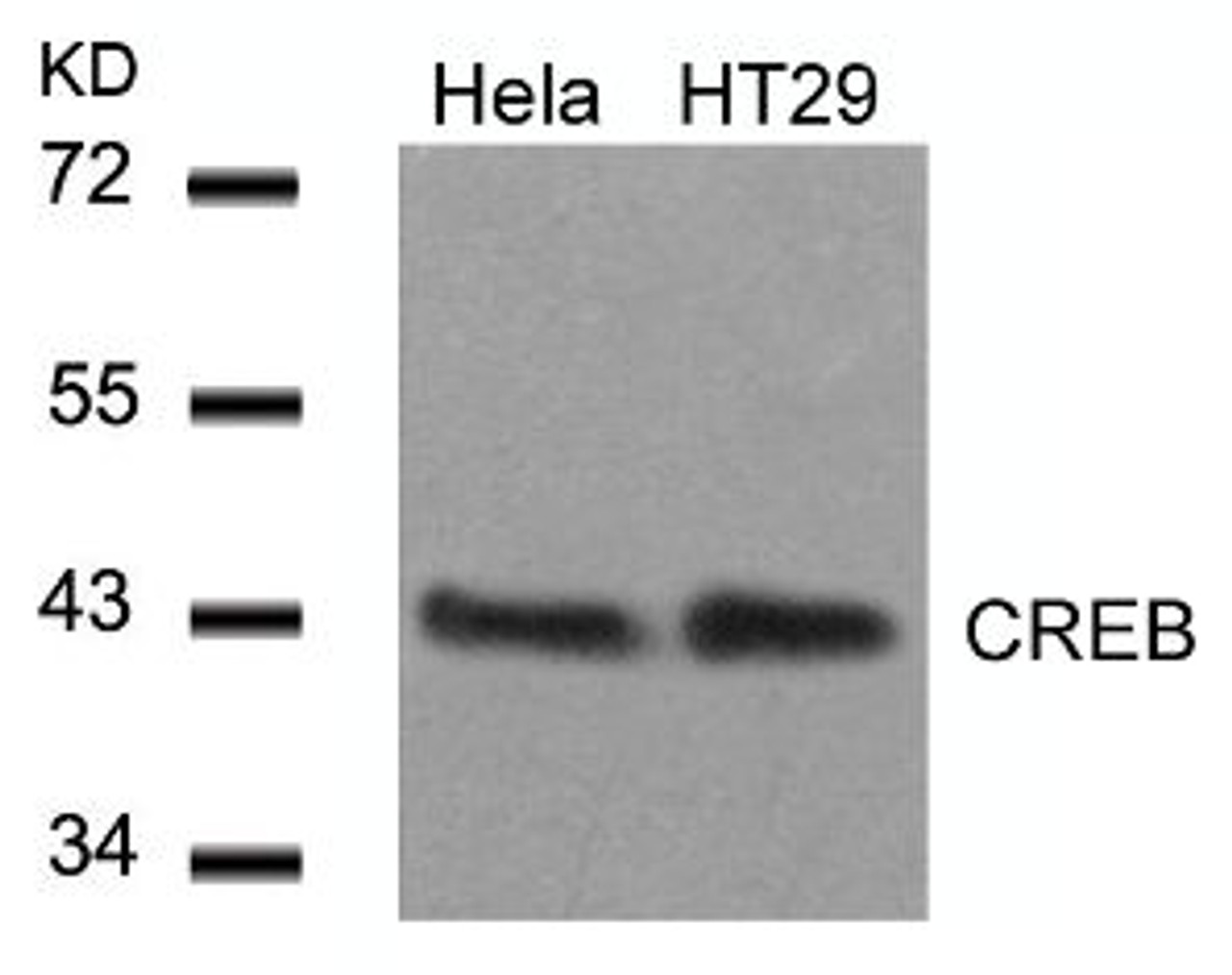 Western blot analysis of lysed extracts from HeLa and HT29 cells using CREB (Ab-129) .