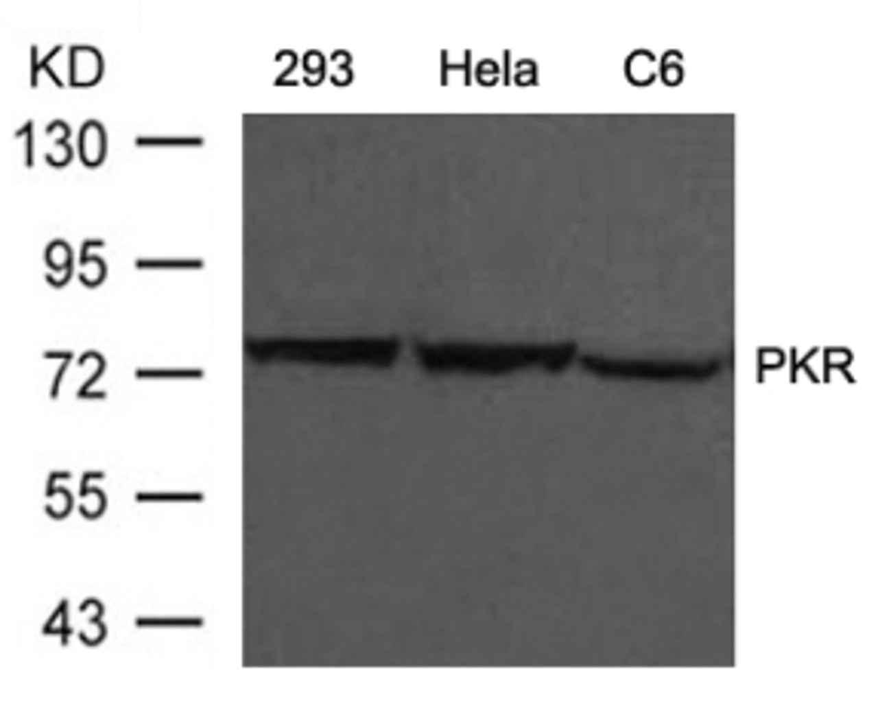 Western blot analysis of lysed extracts from 293, HeLa and C6 cells using PKR (Ab-446) .