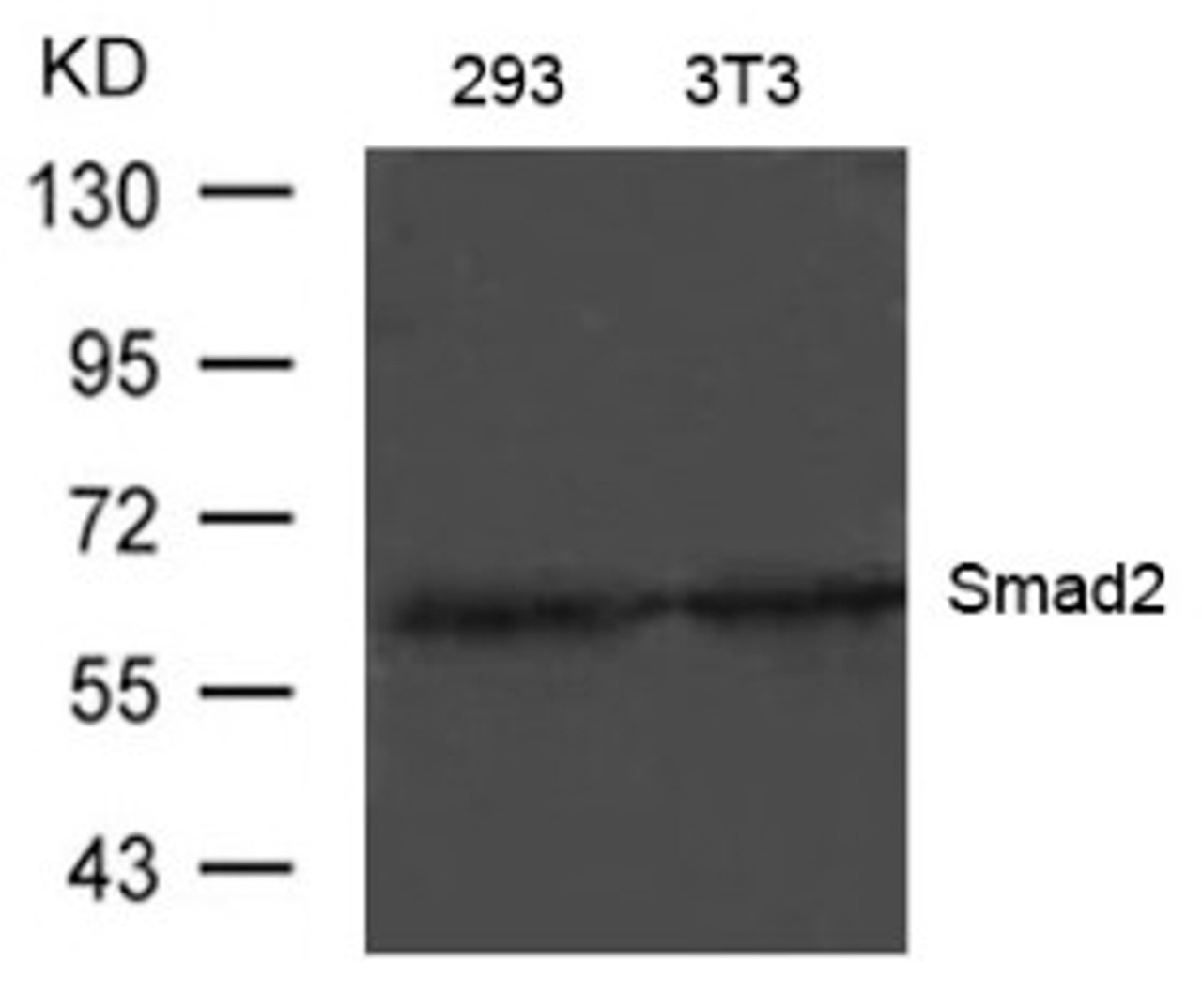 Western blot analysis of lysed extracts from 293 and 3T3 cells using Smad2 (Ab-220) .