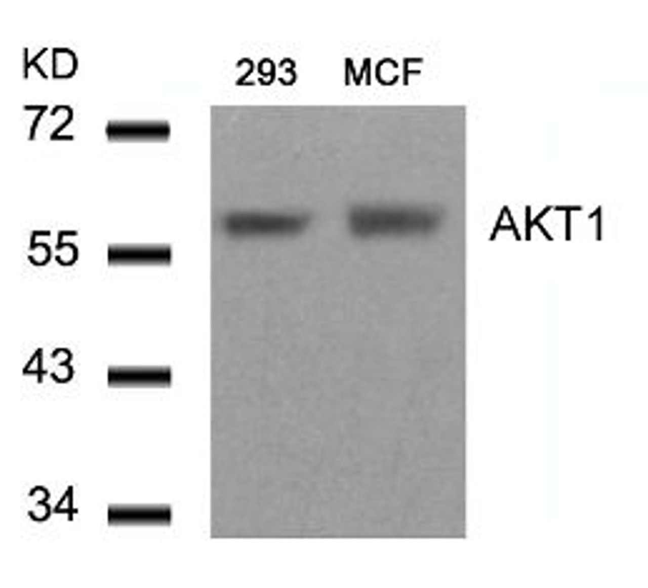 Western blot analysis of lysed extracts from 293 and MCF cells using AKT1 (Ab-450) .