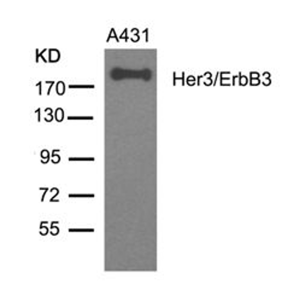 Western blot analysis of lysed extracts from A431 cells using Her3/ErbB3 (Ab-1328) .
