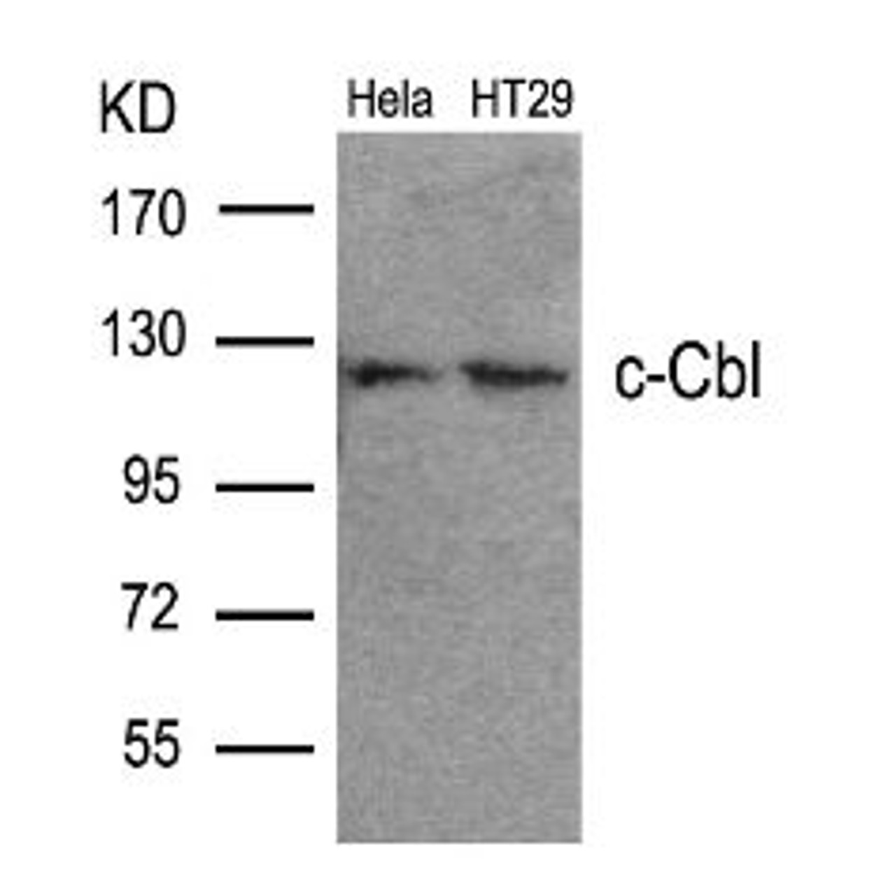 Western blot analysis of lysed extracts from HeLa and HT29 cells using c-Cbl (Ab-700) .