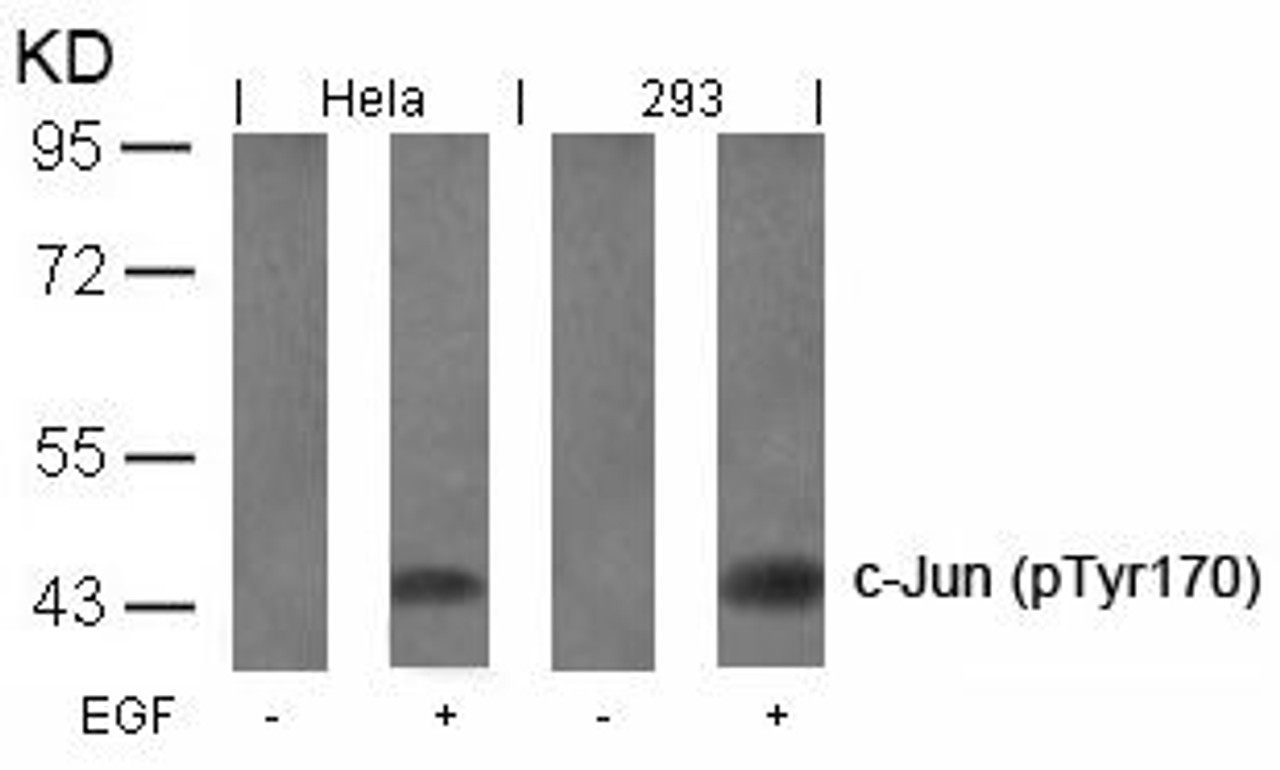 Western blot analysis of lysed extracts from HeLa and 293 cells untreated or treated with EGF using c-Jun (Phospho-Tyr170) .