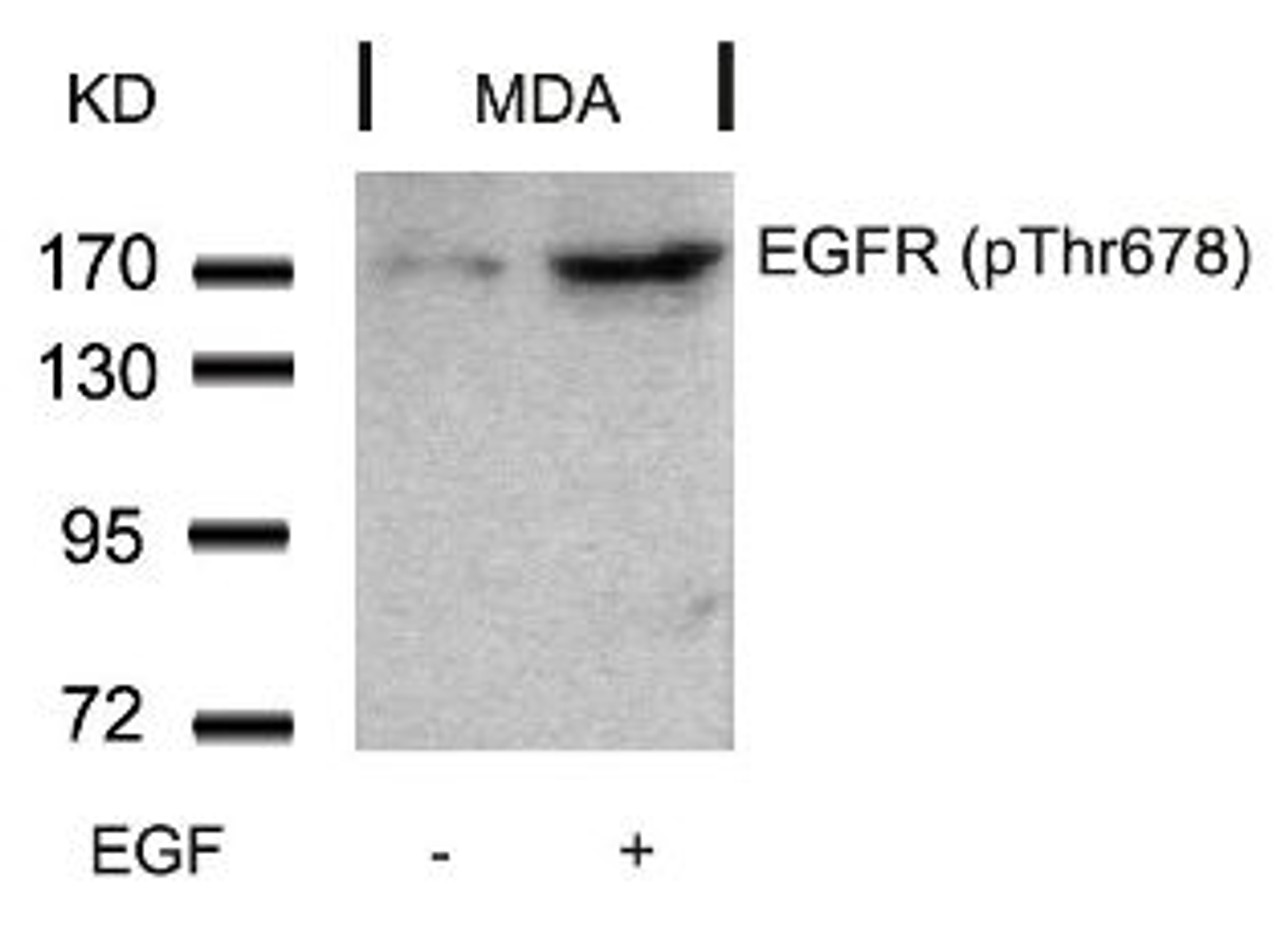 Western blot analysis of lysed extracts from MDA cells untreated or treated with EGF using EGFR (Phospho-Thr678) .