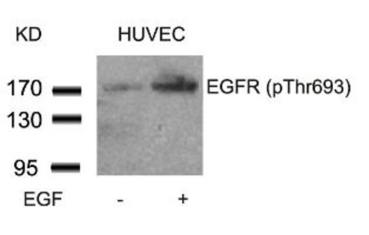 Western blot analysis of lysed extracts from HUVEC cells untreated or treated with EGF using EGFR (Phospho-Thr693) .