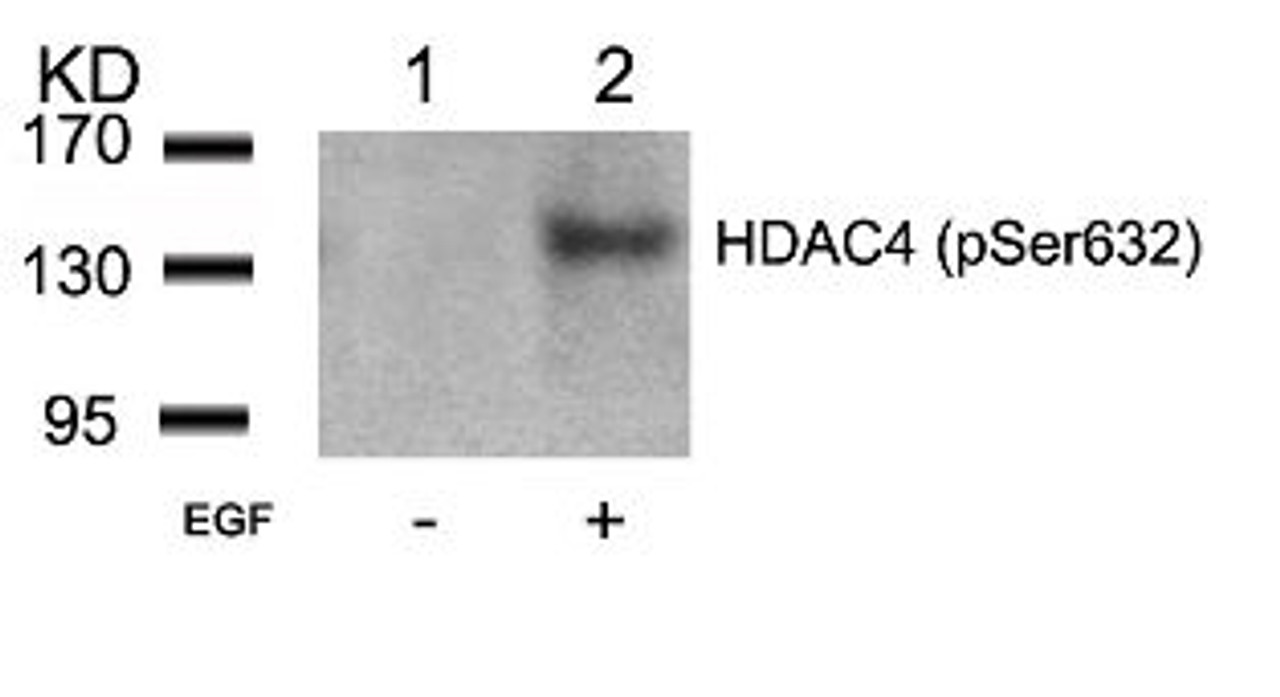 Western blot analysis of lysed extracts from 293 cells untreated (Lane 1) or treated with EGF (lane 2) using HDAC4 (Phospho-Ser632) .