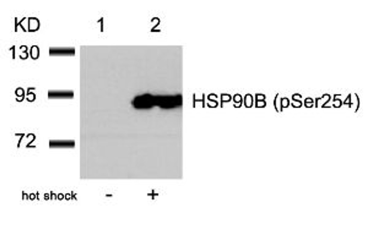 Western blot analysis of lysed extracts from HeLa cells untreated (Lane 1) or treated with hot shock (lane 2) using HSP90B (Phospho-Ser254) .