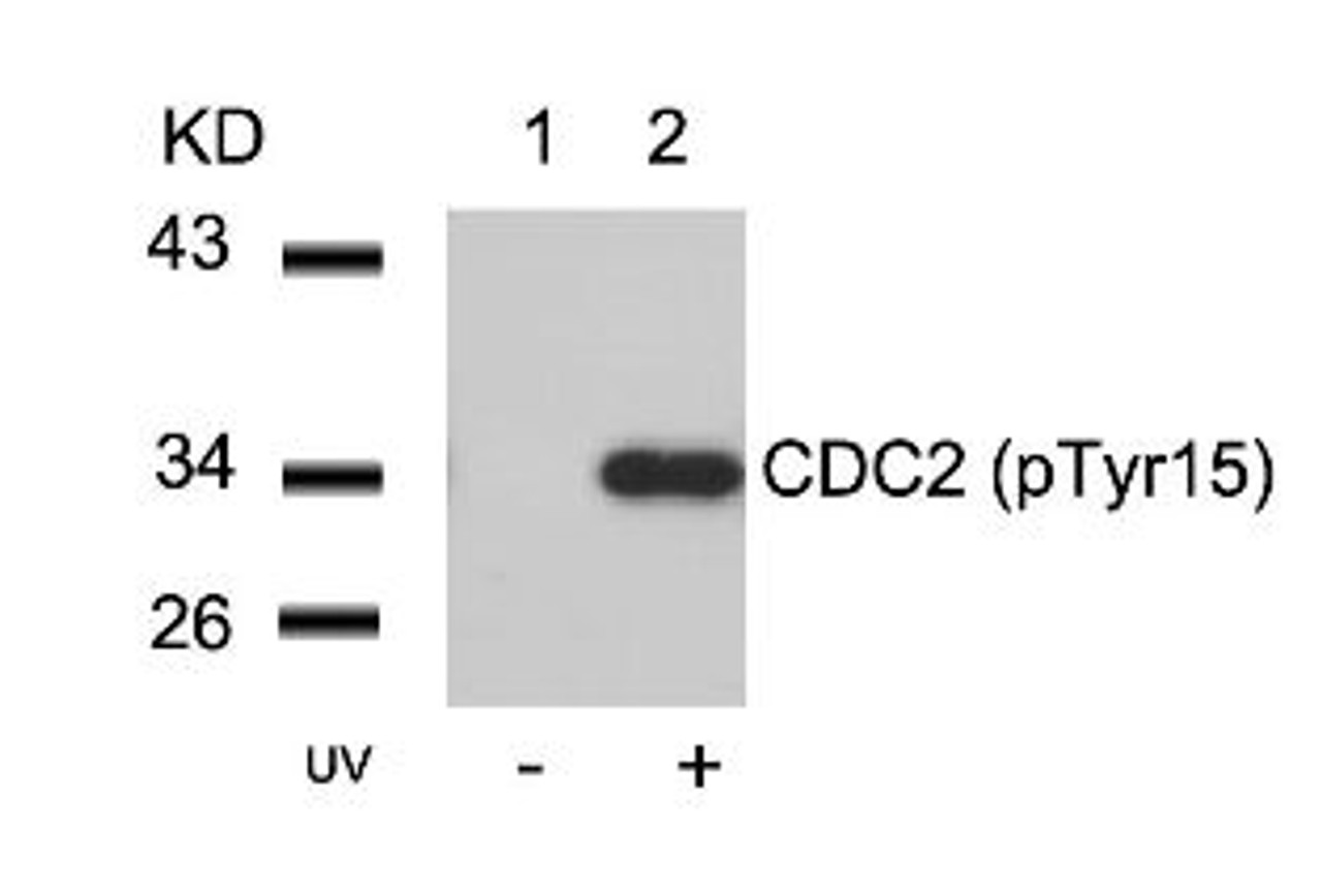 Western blot analysis of lysed extracts from HeLa cells untreated (Lane 1) or treated with UV (lane 2) using CDC2 (Phospho-Tyr15) .