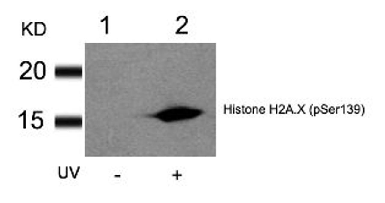 Western blot analysis of lysed extracts from HT29 cells untreated (Lane 1) or treated with UV (lane 2) using Histone H2A.X (Phospho-Ser139) .