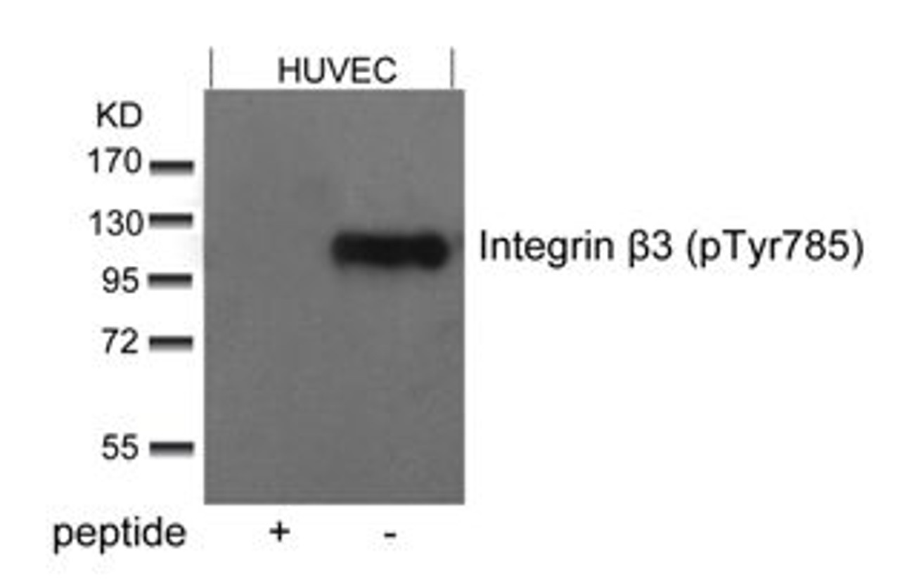 Western blot analysis of lysed extracts from HUVEC cells using Integrin &#946;3 (Phospho-Tyr785) .