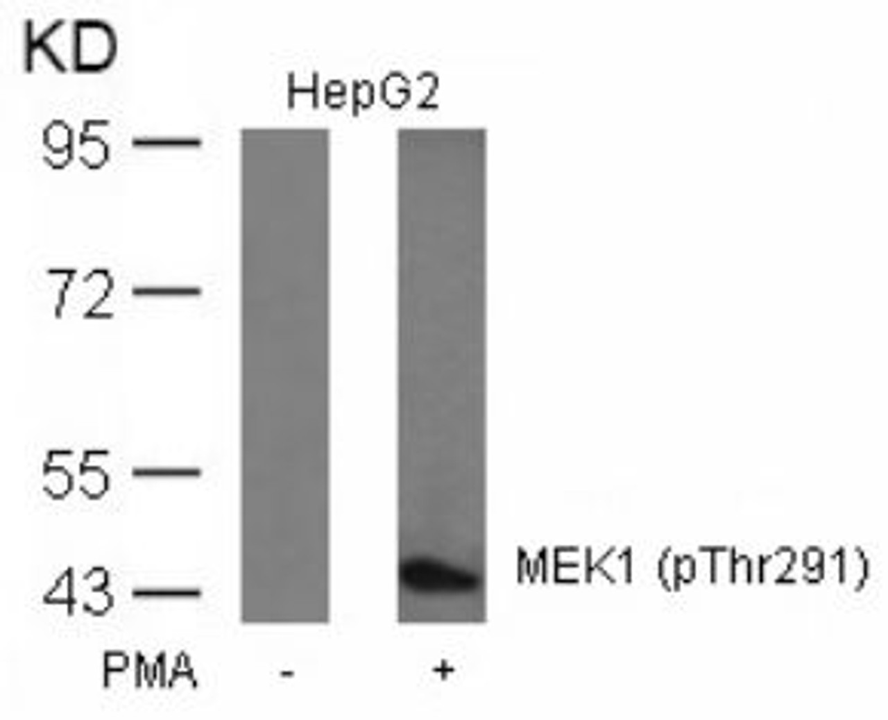 Western blot analysis of lysed extracts from HepG2 cells untreated or treated with PMA using MEK1 (Phospho-Thr291) .