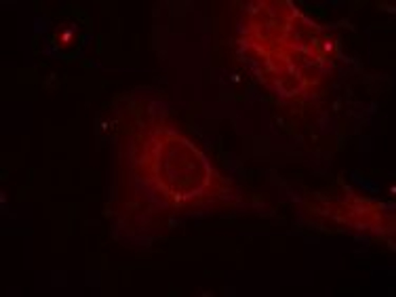 Immunofluorescence staining of methanol-fixed HeLa cells using Shc1 (Phospho-Tyr349) .