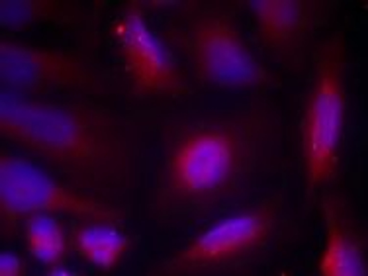 Immunofluorescence staining of methanol-fixed HeLa cells using TrkA (Phospho-Ser791) .