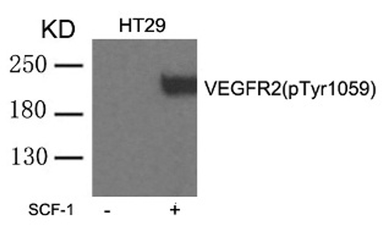 Western blot analysis of lysed extracts from HT29 cells untreated or treated with SCF-1 using VEGFR2 (phospho-Tyr1059) .