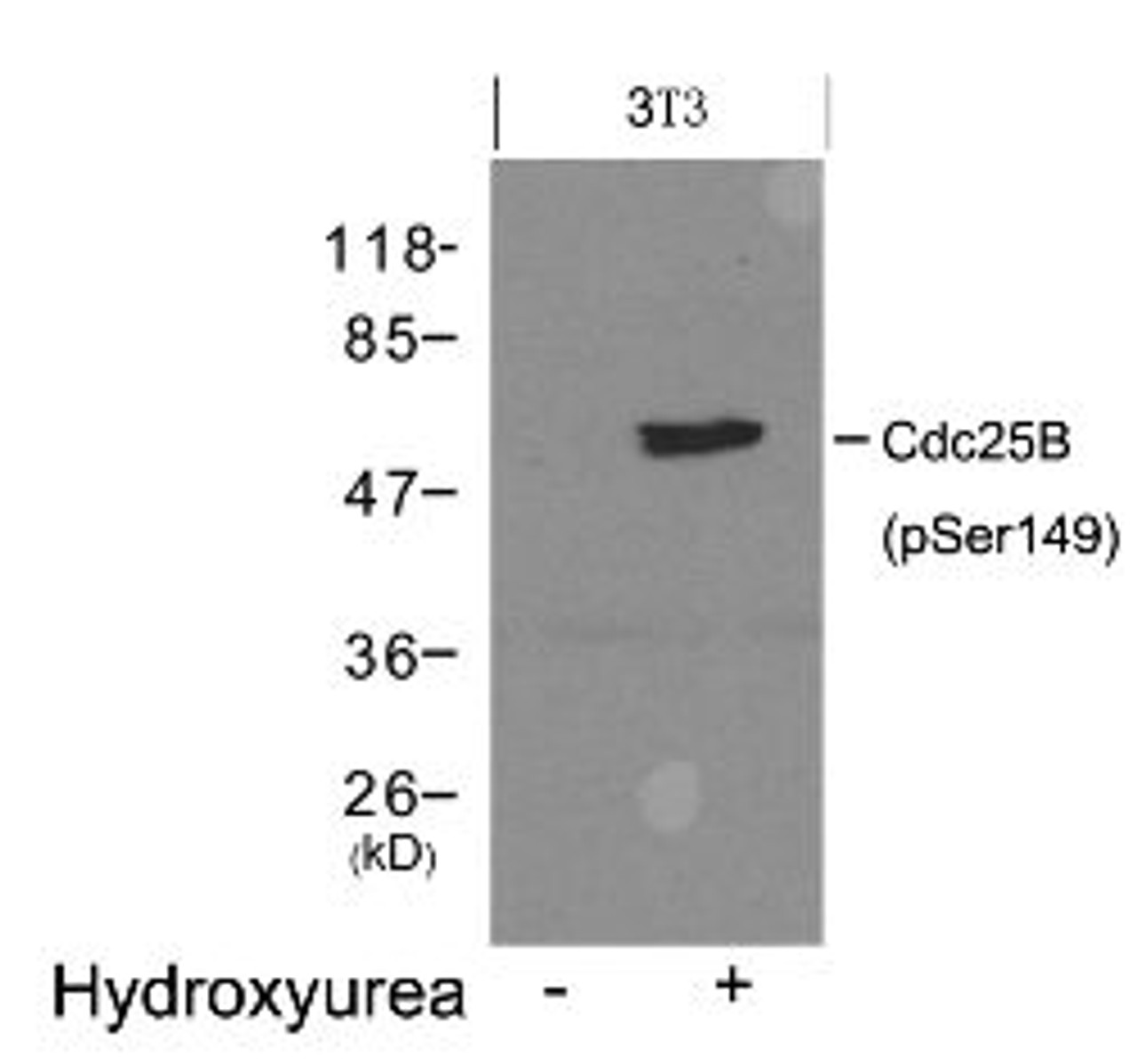 Western blot analysis of lysed extracts from 3T3 cells untreated (Lane 1) or treated with Hydroxyurea (lane 2) using Cdc25B (Phospho-Ser149) .