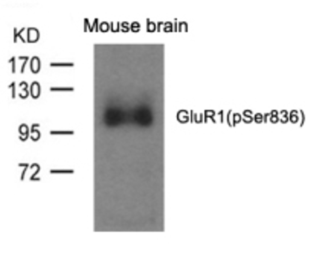 Western blot analysis of lysed extracts from mouse brain and using GluR1 (phospho-Ser836) .