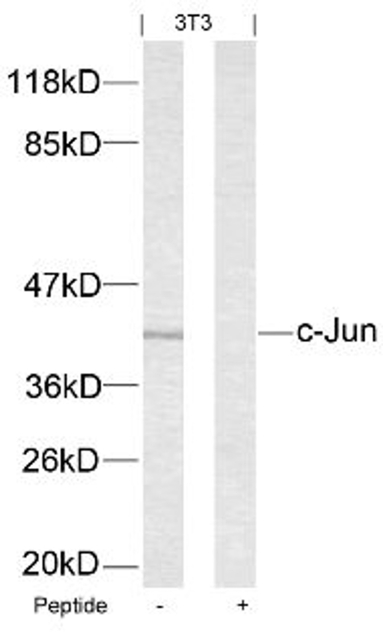 Western blot analysis of lysed extracts from 3T3 cells using c-Jun (Ab-63) .