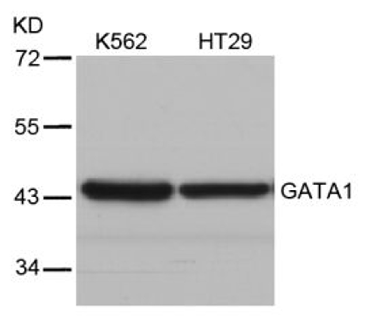 Western blot analysis of lysed extracts from K562 and HT29 cells using GATA1 (Ab-310) .