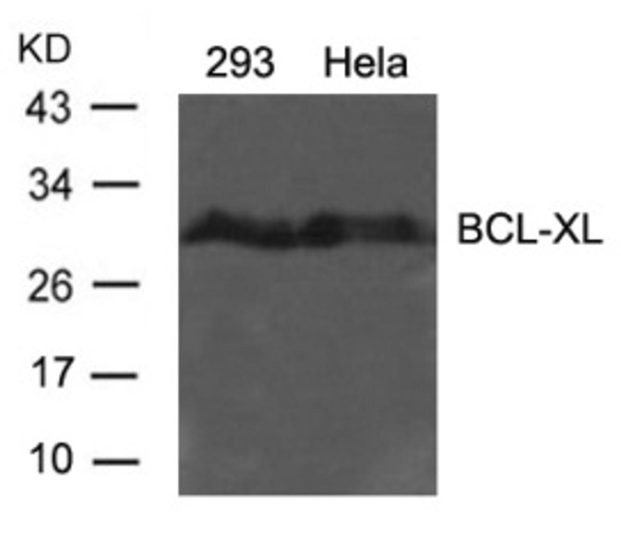 Western blot analysis of lysed extracts from 293 and HeLa cells using BCL-XL (Ab-62) .