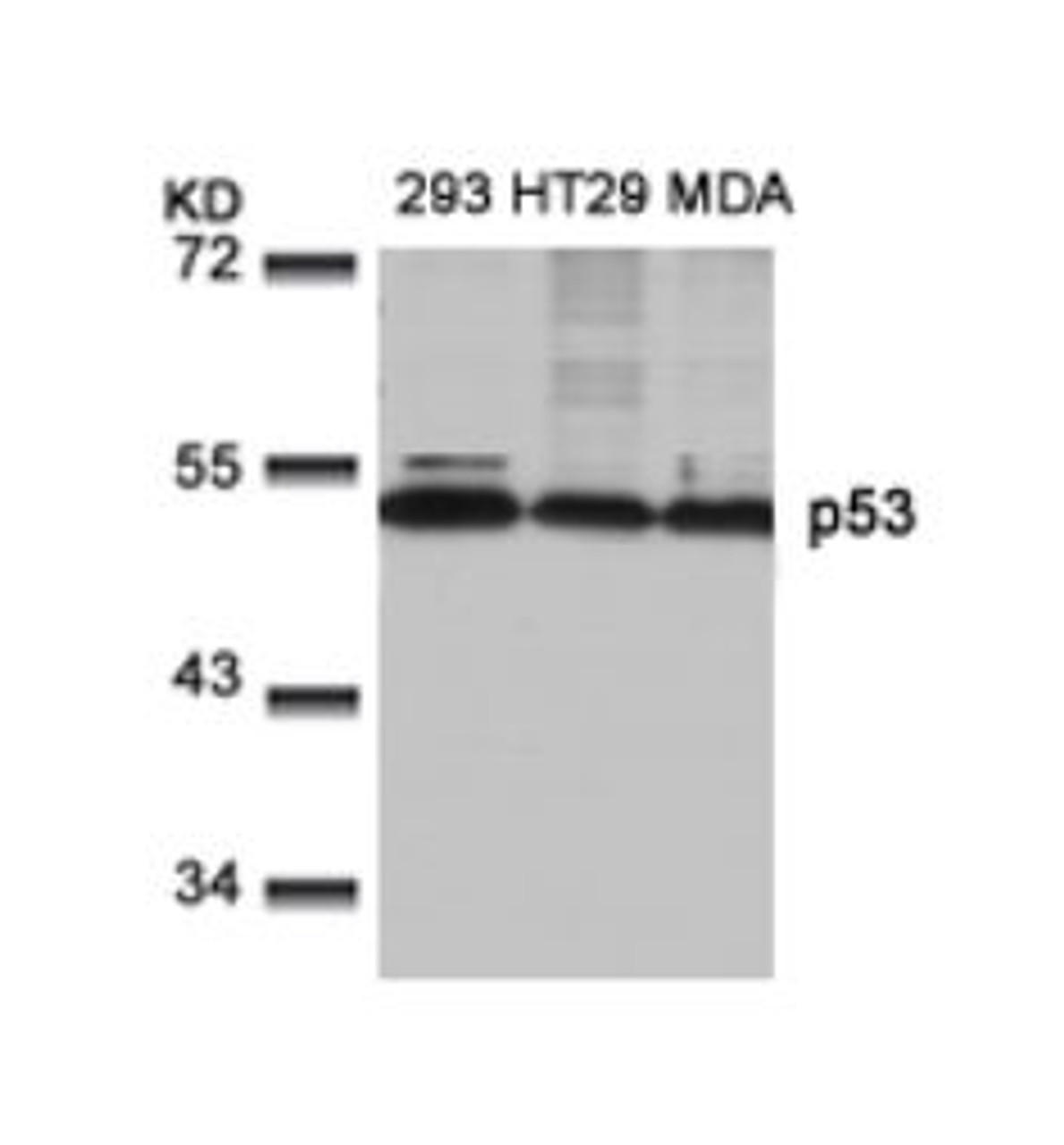Western blot analysis of lysed extracts from 293, HT29 and MDA cells using p53 (Ab-9) .