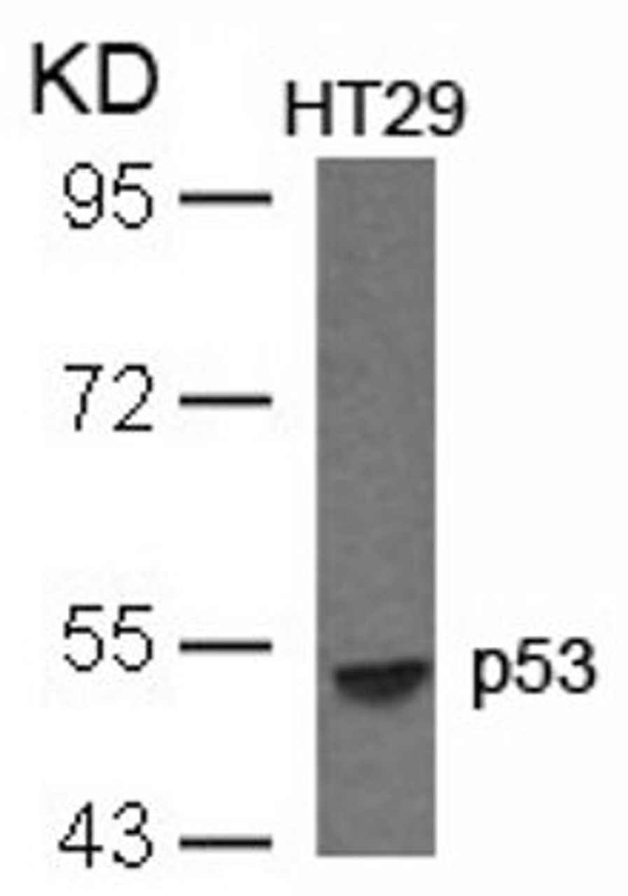 Western blot analysis of lysed extracts from HT29 cells using p53 (Ab-33) .