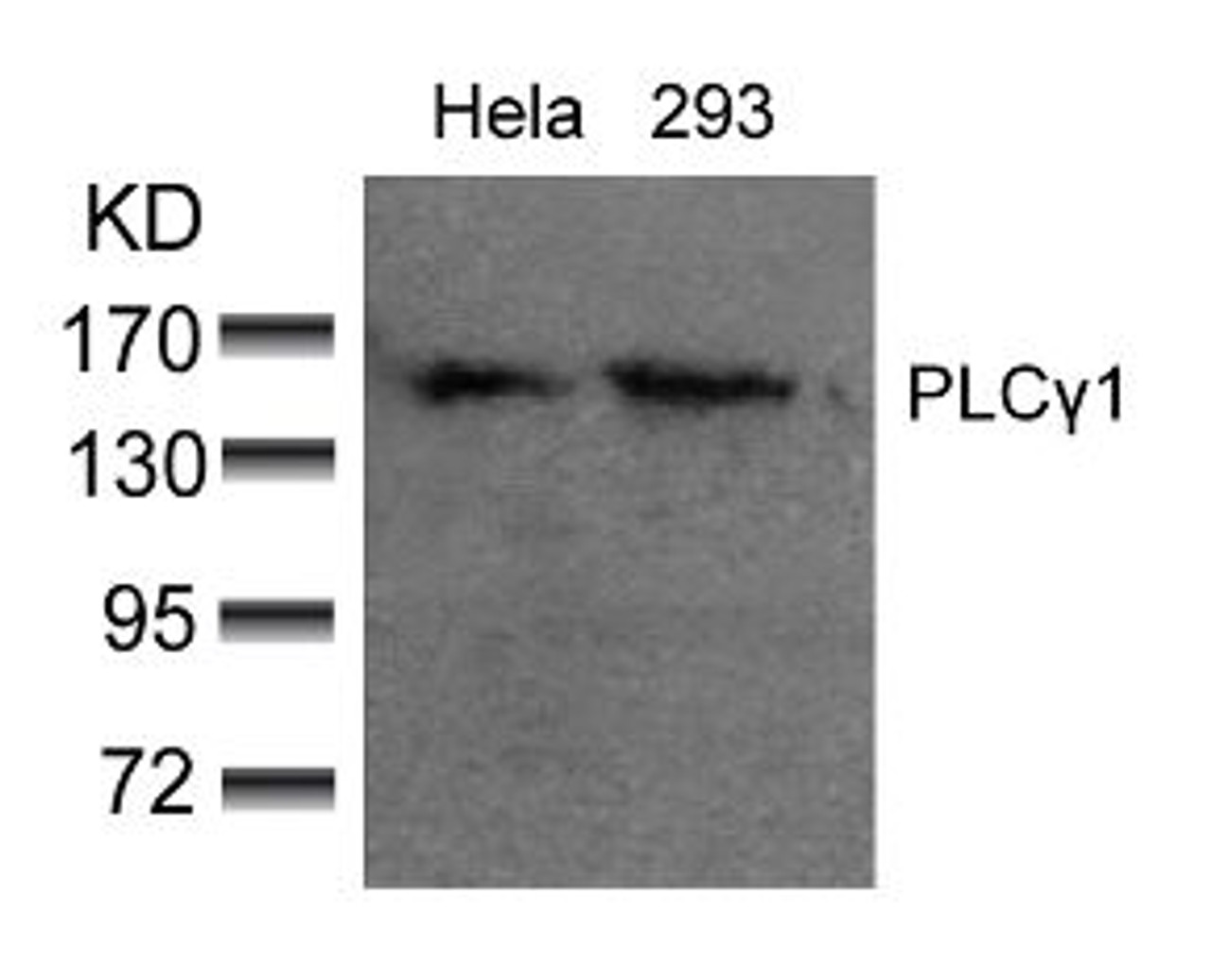 Western blot analysis of lysed extracts from HeLa and 293 cells using PLC&#947;1 (Ab-783) .