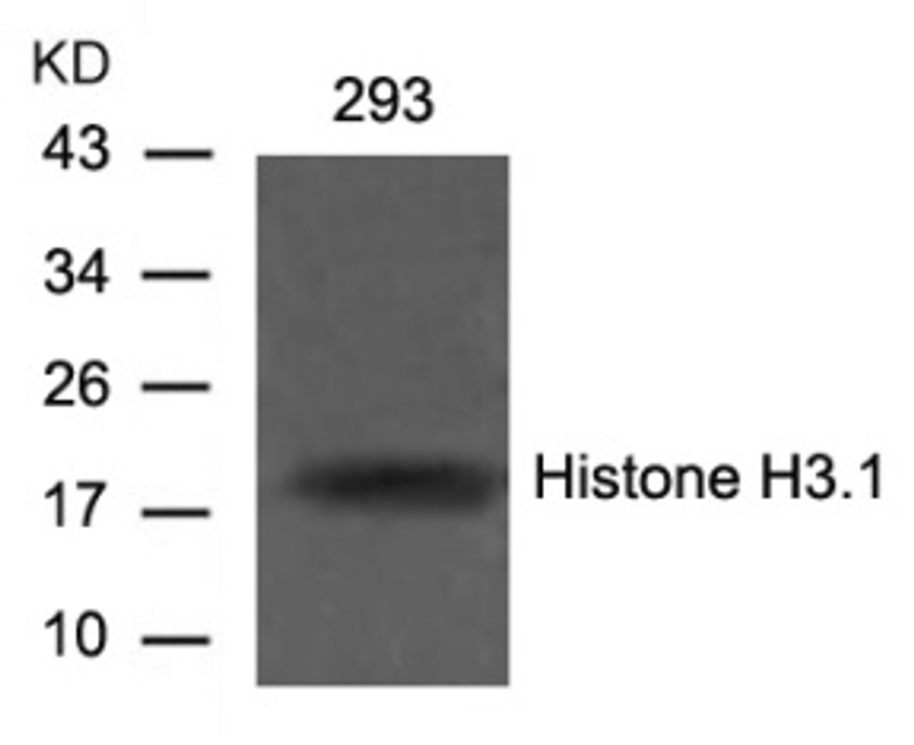 Western blot analysis of lysed extracts from 293 cells using Histone H3.1 (Ab-10) .