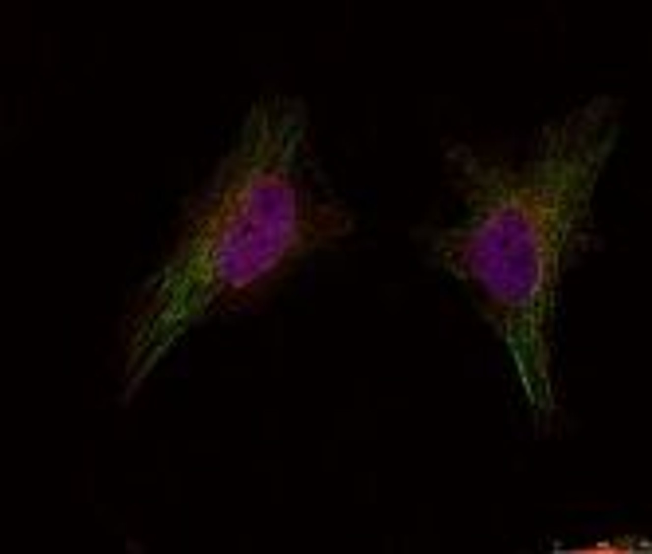 Immunofluorescence staining of methanol-fixed HeLa cells using BRCA1 (Ab-1524) .