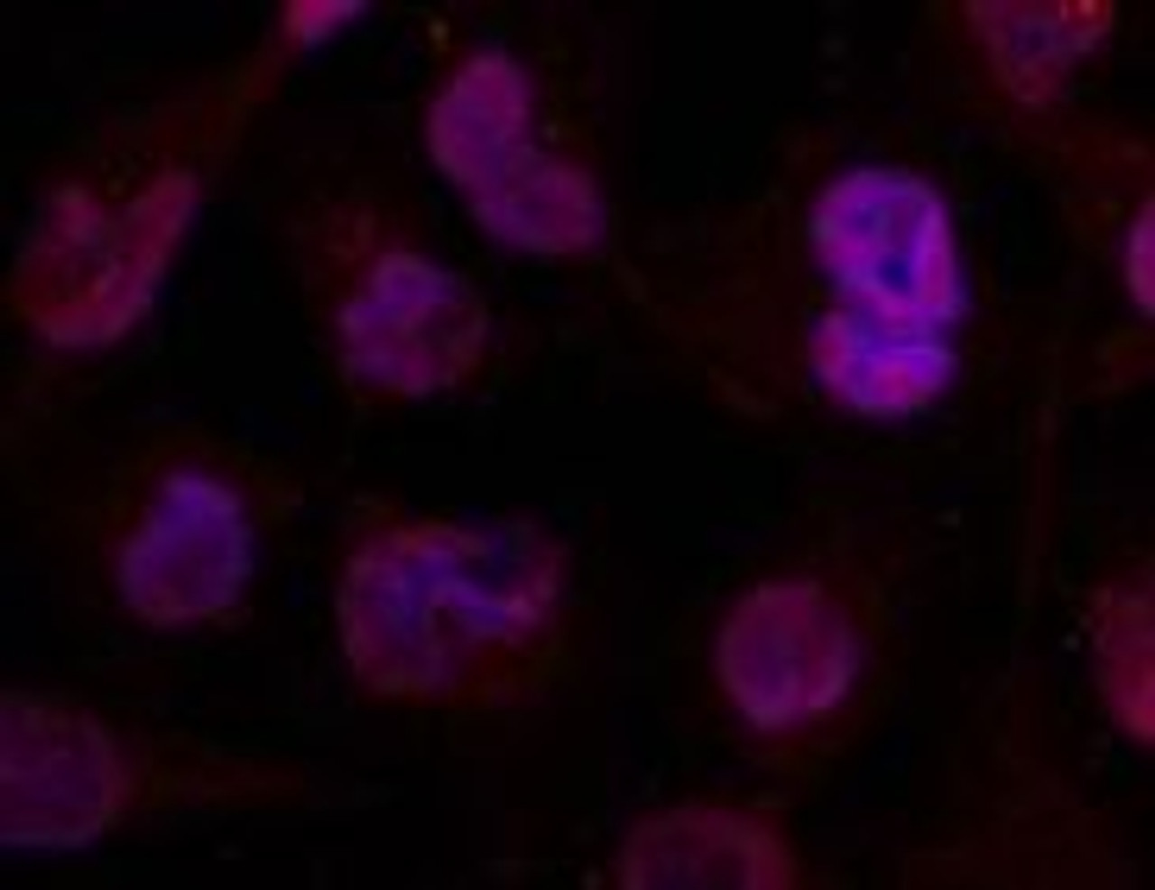 Immunofluorescence staining of methanol-fixed HeLa cells using HDAC4 (Ab-632) .