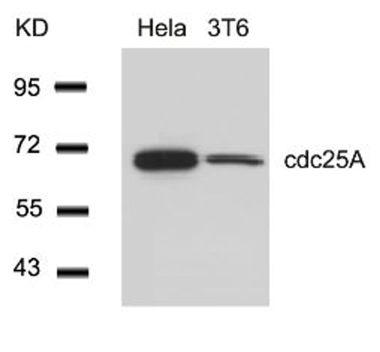 Western blot analysis of lysed extracts from HeLa and 3T6 cells using cdc25A (Ab-76) .