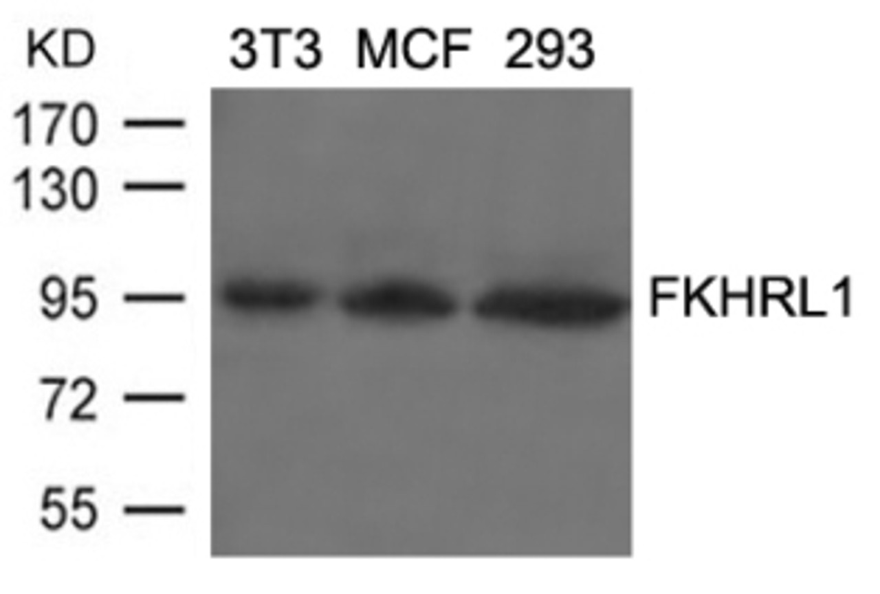 Western blot analysis of lysed extracts from 3T3, MCF and 293 cells using FKHRL1 (Ab-253) .