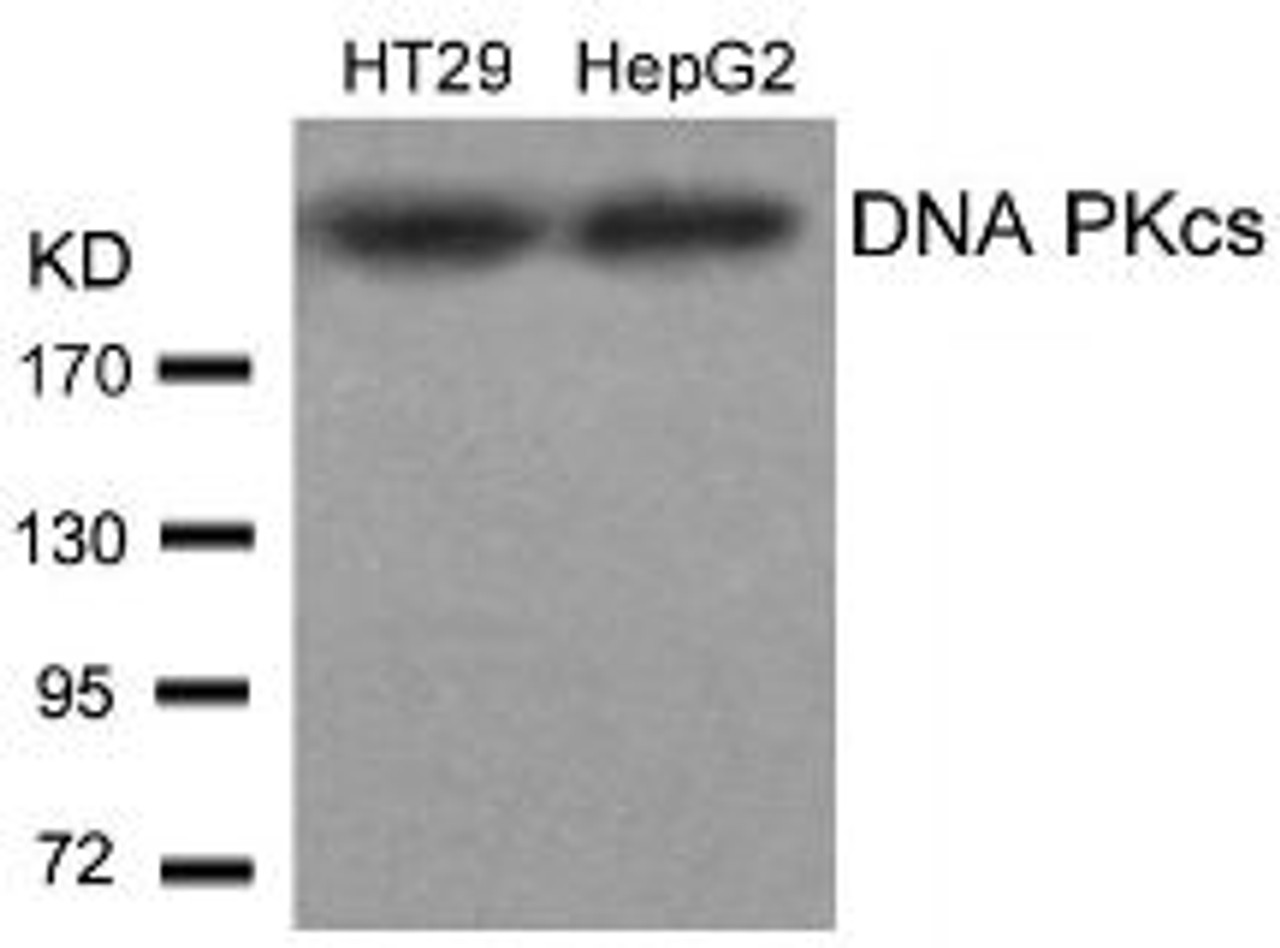 Western blot analysis of lysed extracts from HT29 and HepG2 cells using DNA PKcs (Ab-2609) .