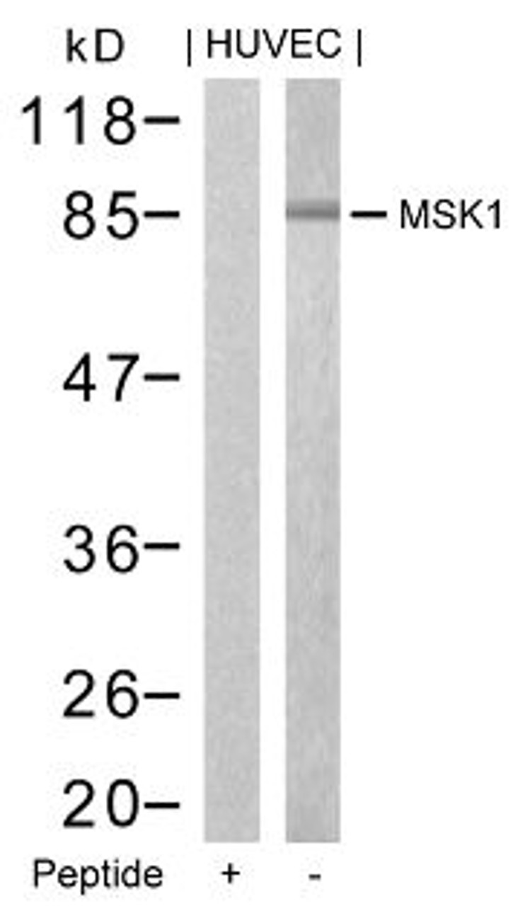 Western blot analysis of lysed extracts from HUVEC cells using MSK1 (Ab-376) .