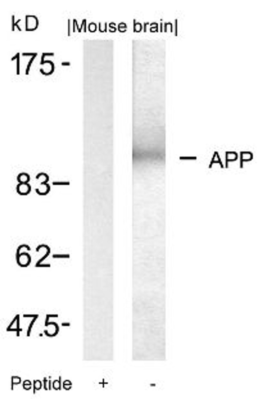 Western blot analysis of lysed extracts from mouse brain tissue using APP (Ab-668) .