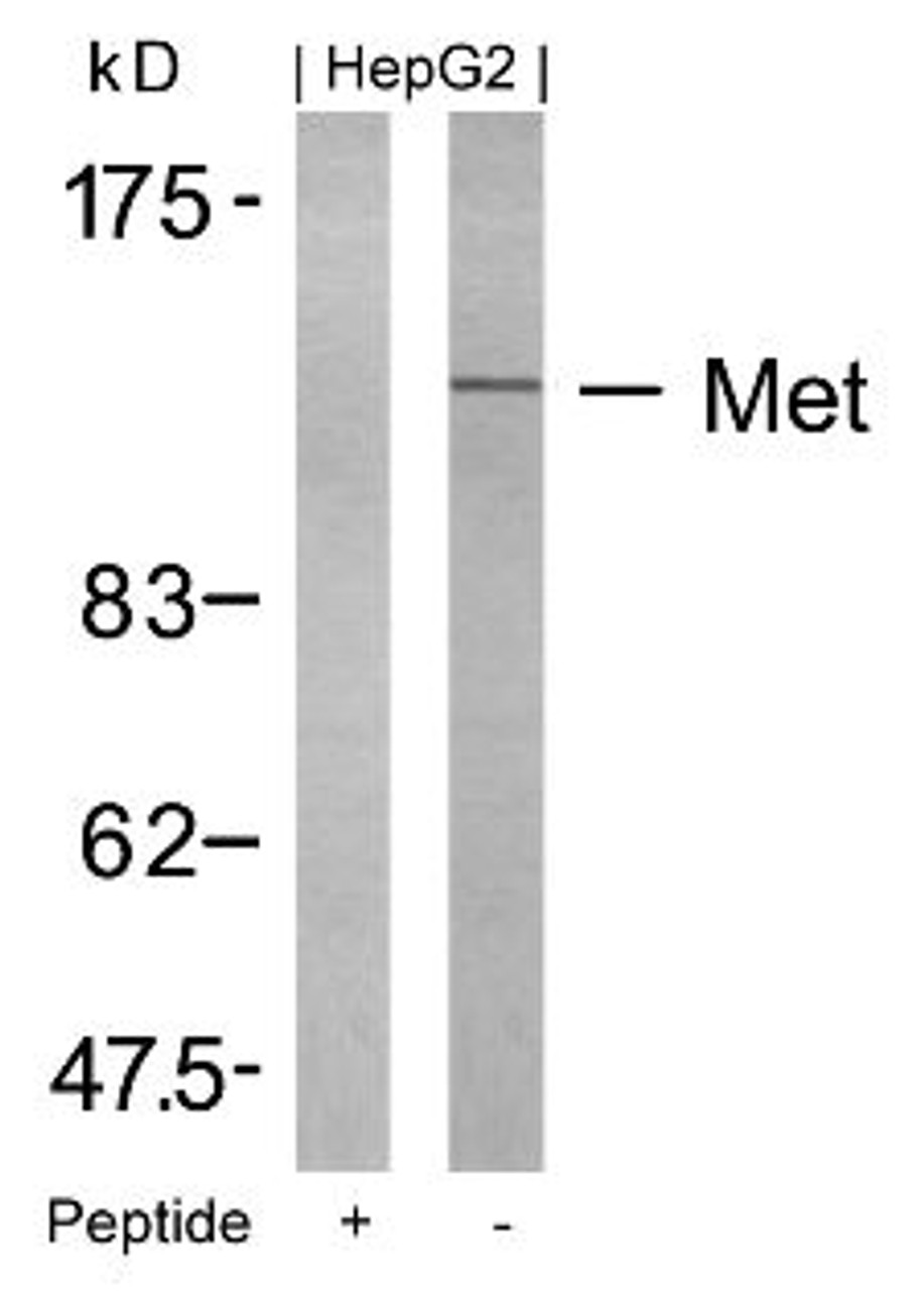 Western blot analysis of lysed extracts from HepG2 cells using Met (Ab-1234) .