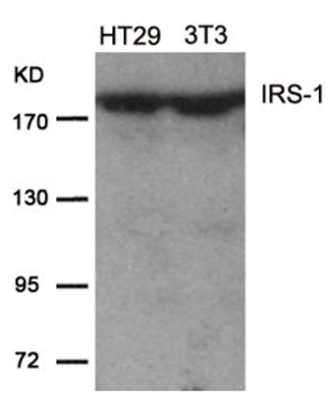 Western blot analysis of lysed extracts from HT29 and 3T3 cells using IRS-1 (Ab-639) .