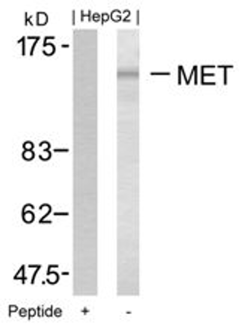 Western blot analysis of lysed extracts from HepG2 cells using Met (Ab-1349) .