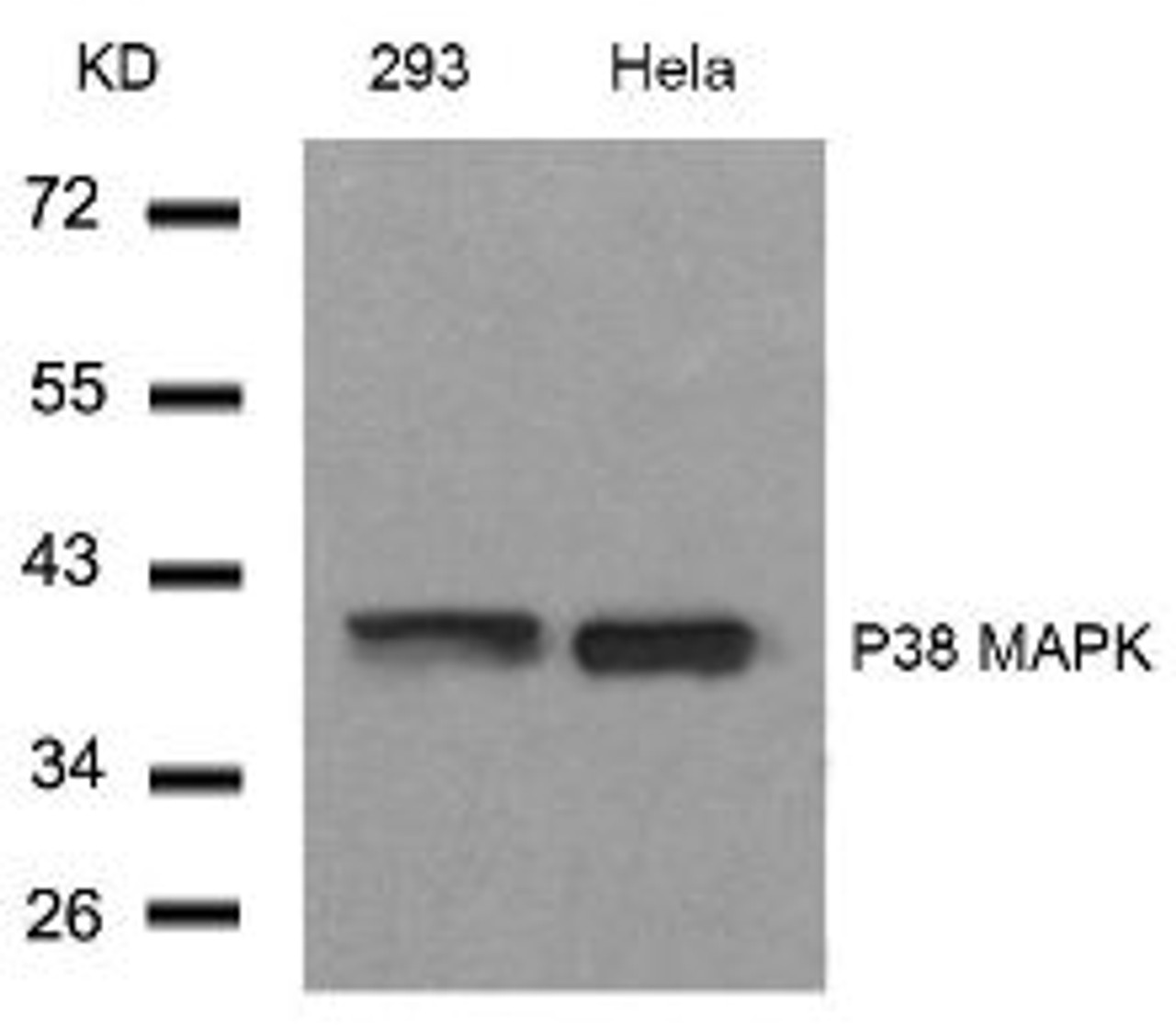 Western blot analysis of lysed extracts from 293 and HeLa cells using P38 MAPK (Ab-182) .