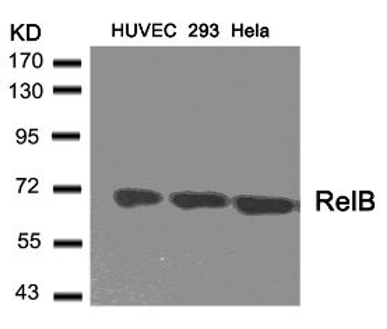 Western blot analysis of lysed extracts from HUVEC, 293 and HeLa cells using RelB (Ab-573) .