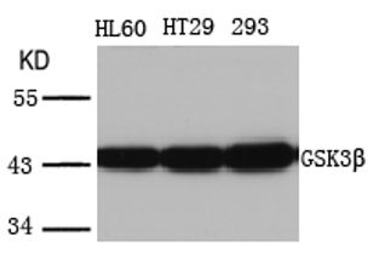 Western blot analysis of lysed extracts from HL60, HT29 and 293 cells using GSK3&#946; (Ab-216) .