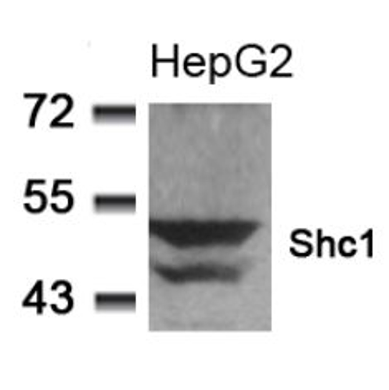 Western blot analysis of lysed extracts from HepG2 cells using Shc1 (Ab-349) .