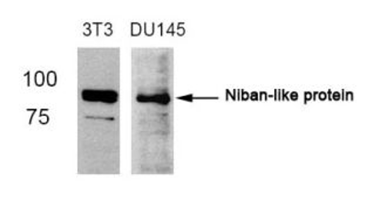 Western blot analysis of lysed extracts from 3T3 and DU145 cells using Niban-like protein (Ab-712) .