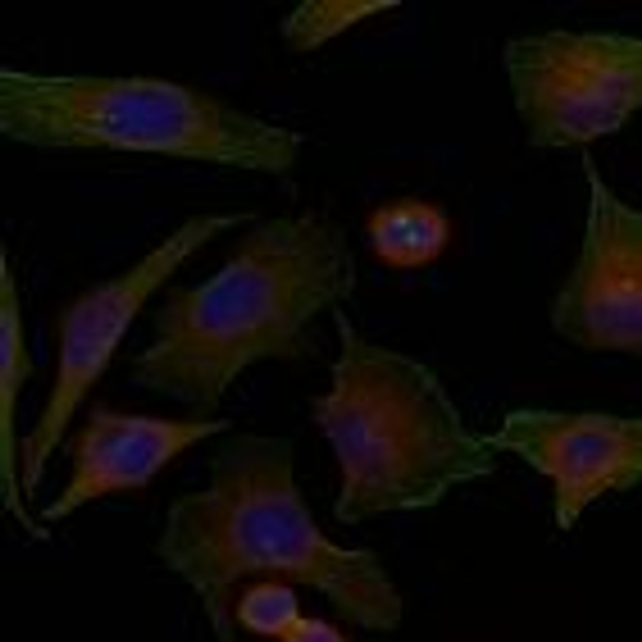 Immunofluorescence staining of methanol-fixed HeLa cells using Niban Antibody #21401.