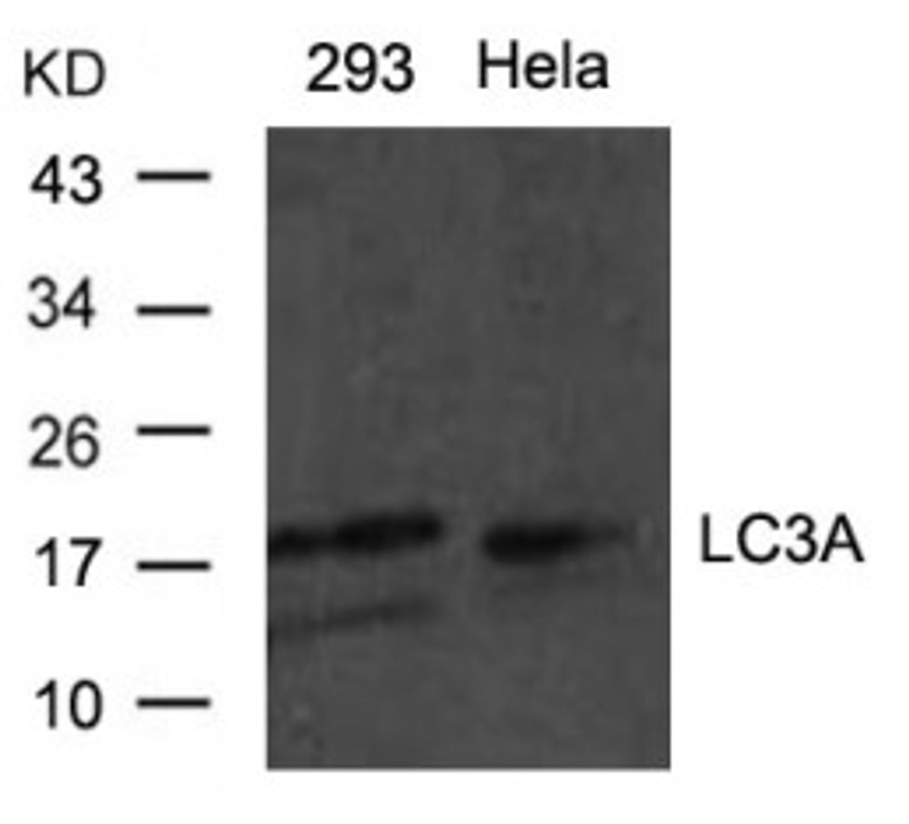 Western blot analysis of lysed extracts from HeLa and 293 cells using LC3A Antibody.