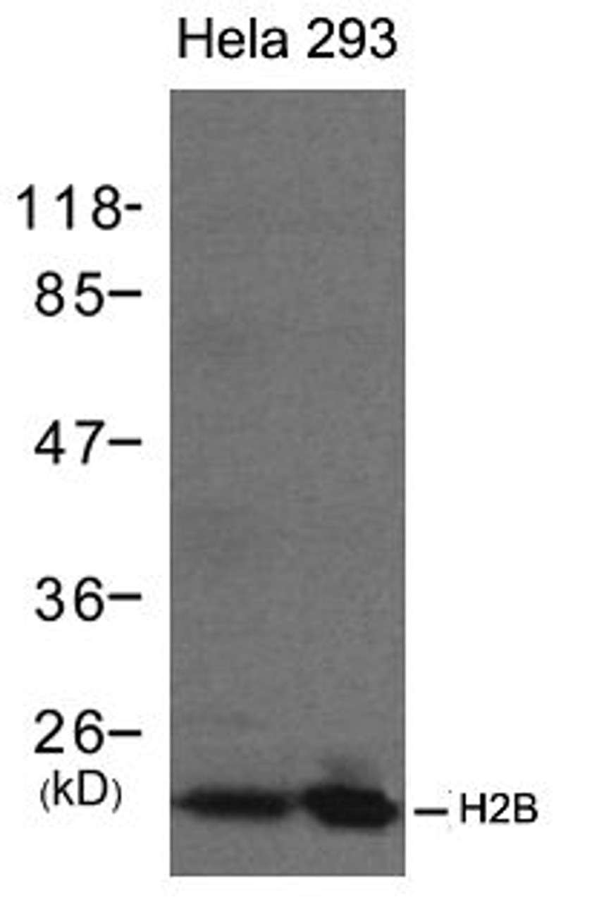 Western blot analysis of lysed extracts from HeLa and 293 cells using H2B Antibody.