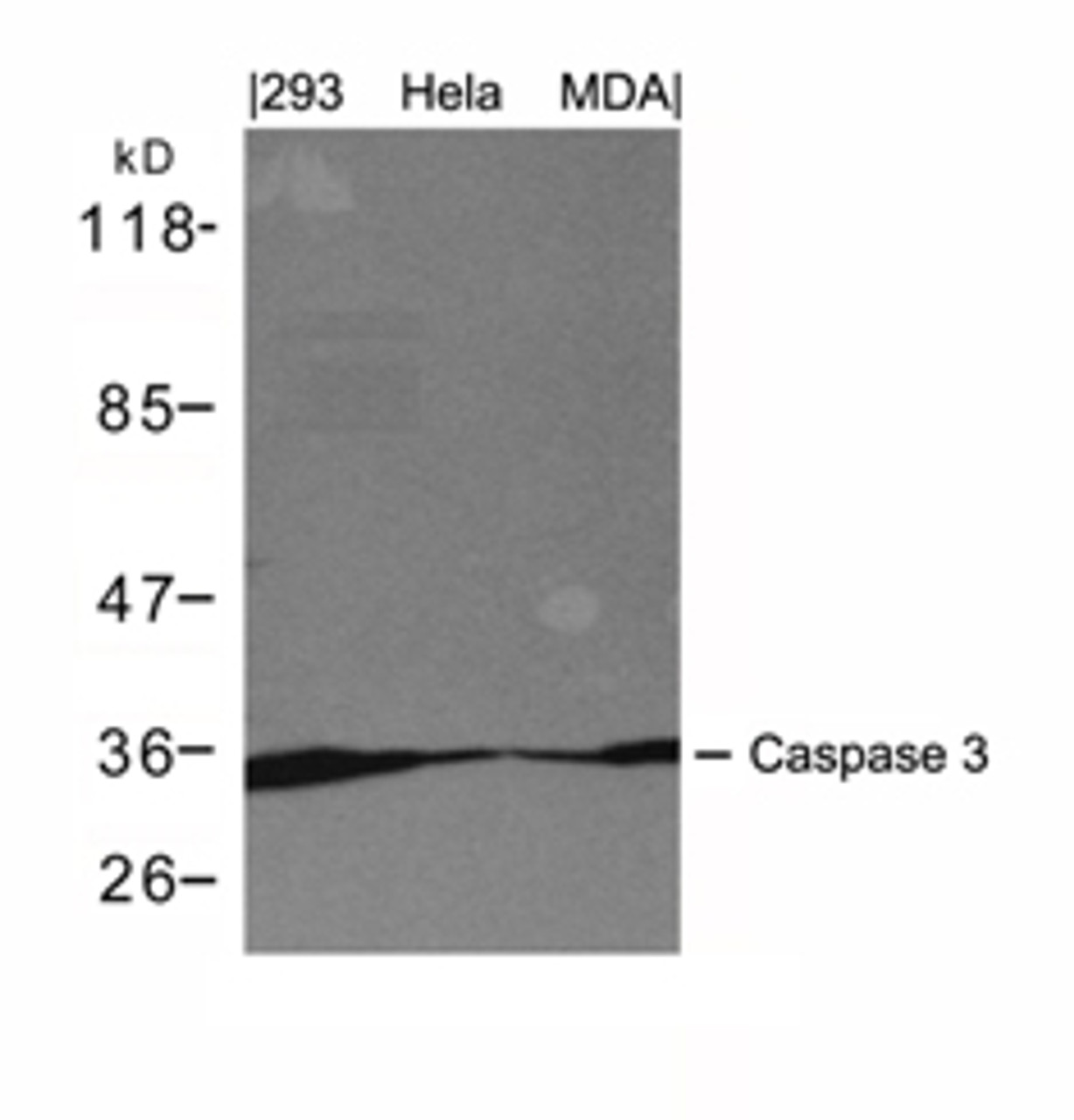 Western blot analysis of lysed extracts from 293, HeLa and MDA cells using Caspase 3 Antibody.