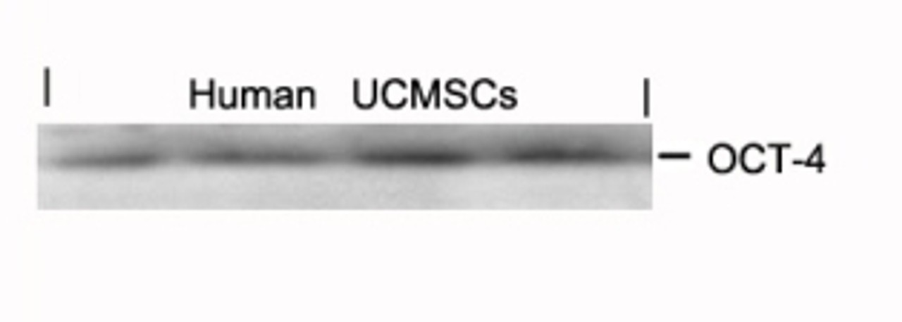 Western blot analysis of lysed extracts from human umbilical cord mesenchymal stem cell using OCT-4 Antibody.