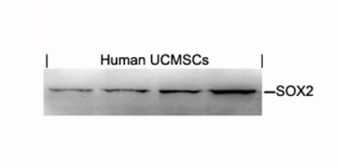 Western blot analysis of lysed extracts from human umbilical cord mesenchymal stem cell using SOX2 Antibody.