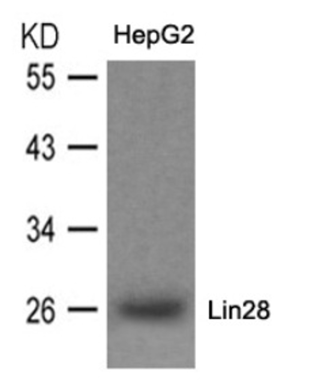 Western blot analysis of lysed extracts from HepG2 cells using Lin28 Antibody.