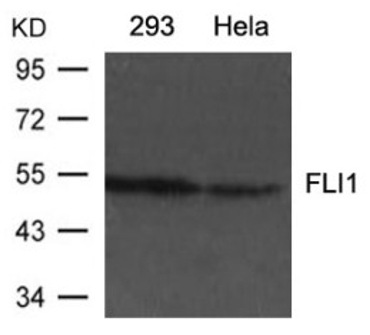 Western blot analysis of lysed extracts from 293 and HeLa cells using FLI1 Antibody.
